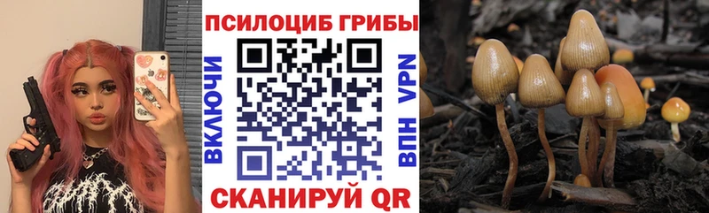 Купить  Алагир  Псилоцибиновые грибы Psilocybine cubensis 